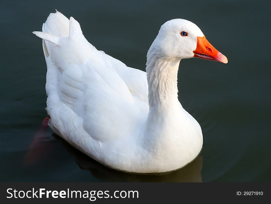 White goose floats in water