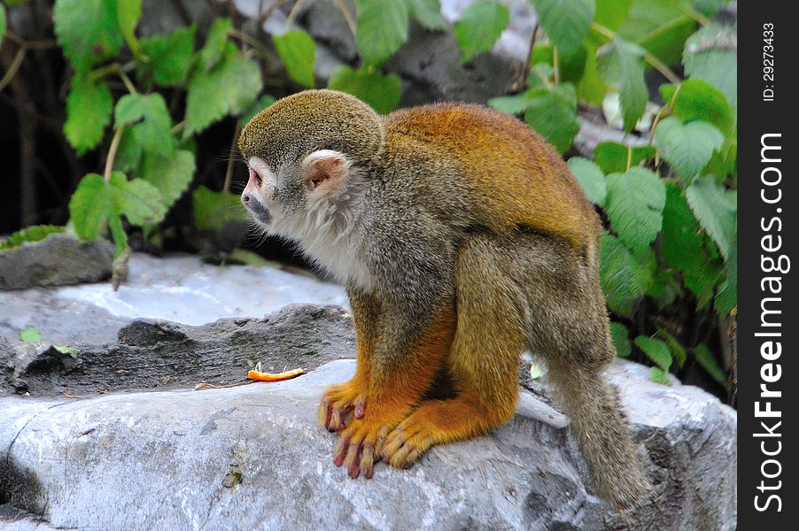 Common Squirrel Monkey in Zoo