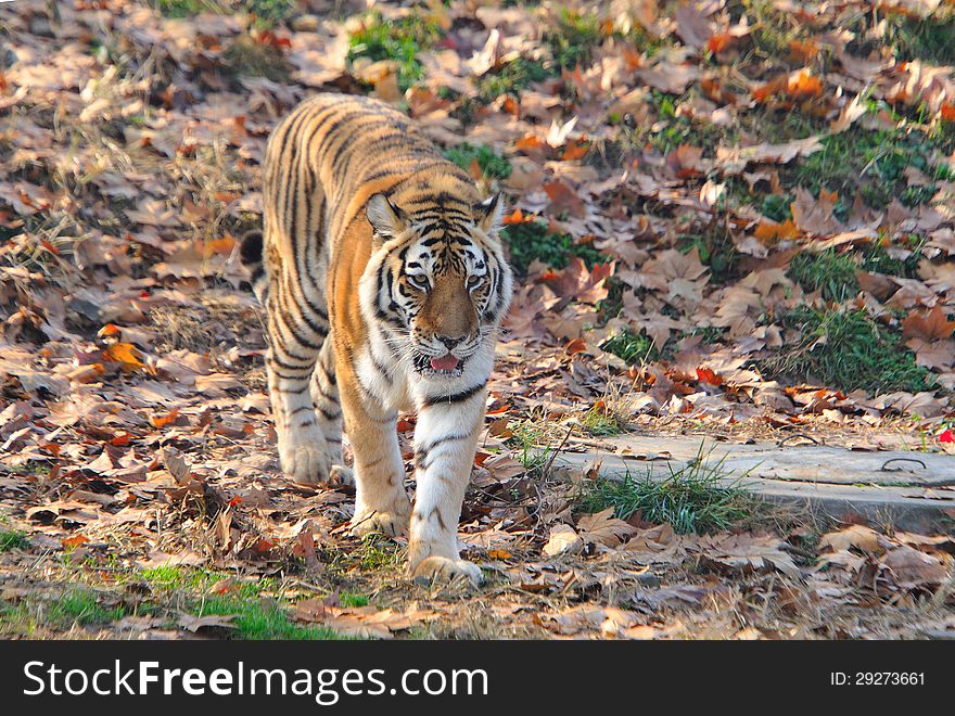 Siberian tiger in China