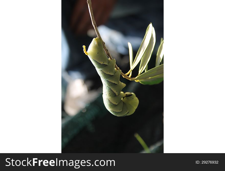 Tobacco Hornworm (Manduca Sexta) on the olive branch. Tobacco Hornworm (Manduca Sexta) on the olive branch