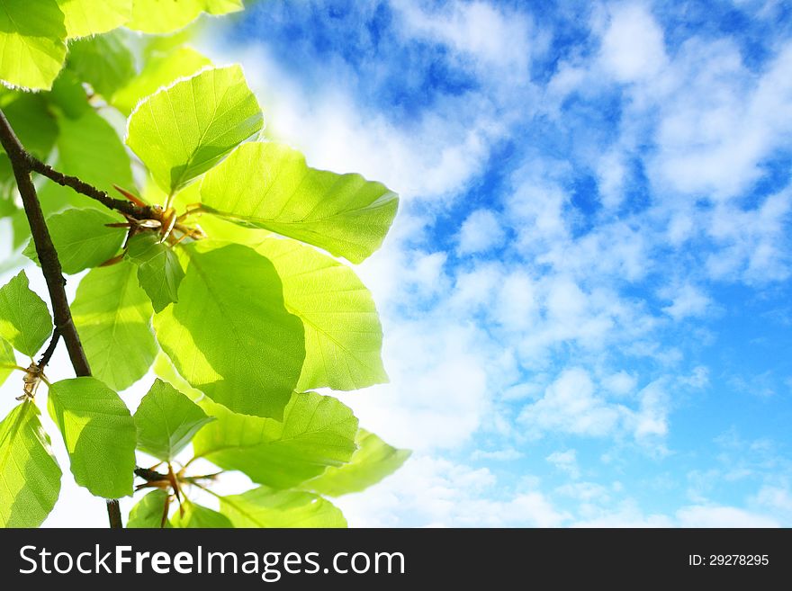 Beautiful Spring leaves background with blue sky