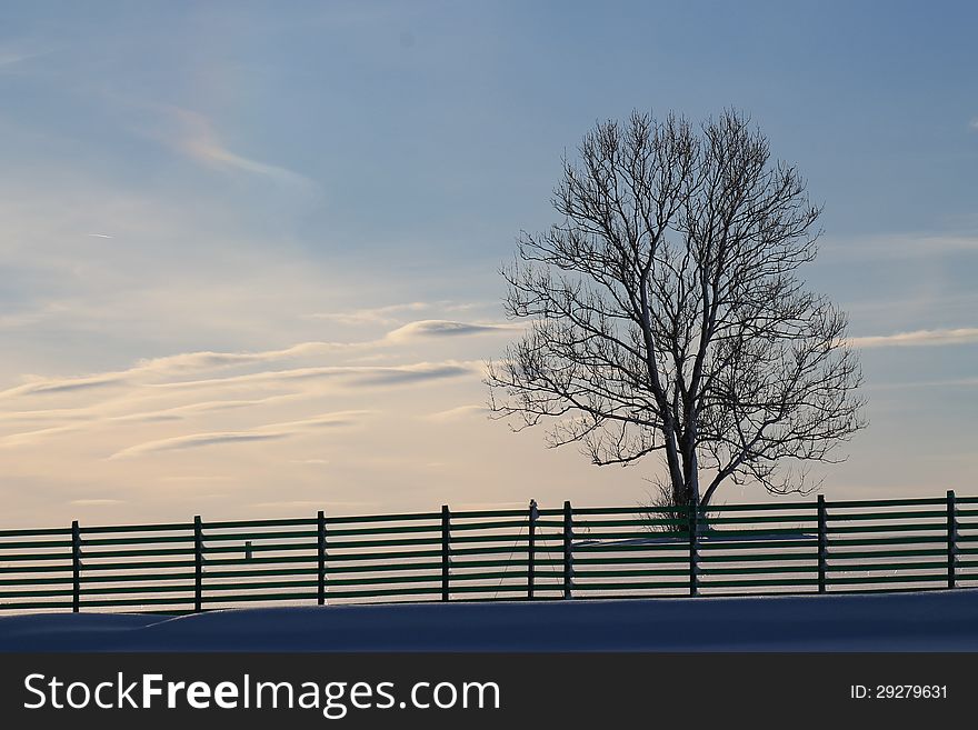 A tree at sunset behind a snowfence. A tree at sunset behind a snowfence