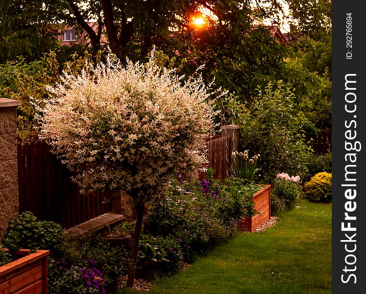 Early evening dazzled garden from sunset. The last rays illuminate the blooming country home garden