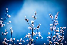 Blossoming Apple Tree Stock Photos Blossoming Apple Tree Stock Photos