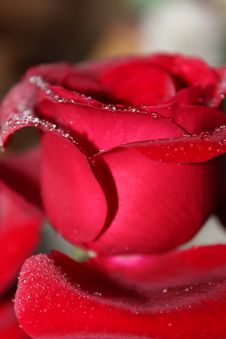 Red Rose With Water Drops. Stock Images Red Rose With Water Drops. Stock Images