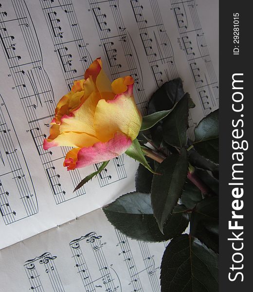 Valentine roses lying on a musical notation for piano.