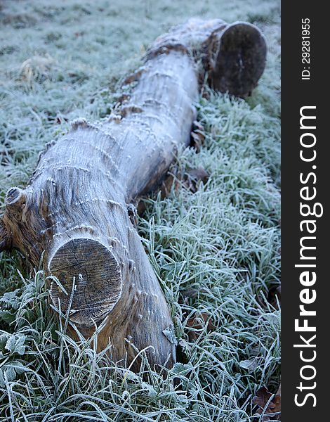 Big log covered with winter frost on a cold morning. Big log covered with winter frost on a cold morning