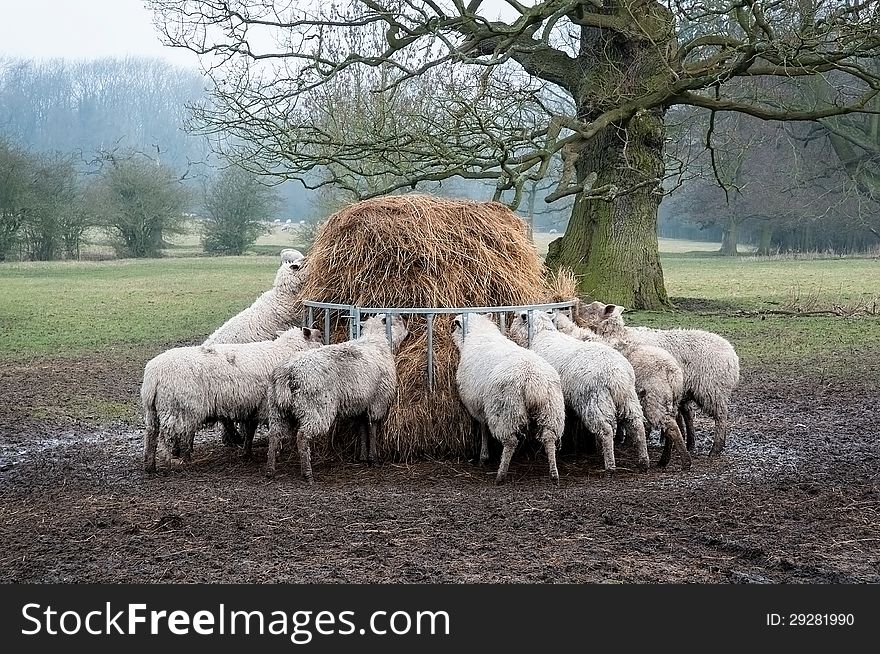 Sheep feeding in a field in winter