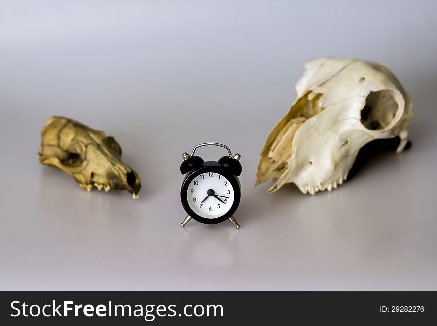 Conceptual image of two animal skulls watching a clock to symbolize a deadline approaching