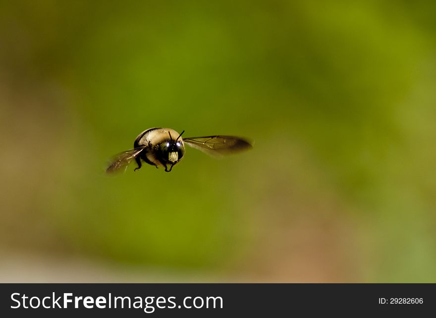 A bumbee flies directly toward the camera. A bumbee flies directly toward the camera.
