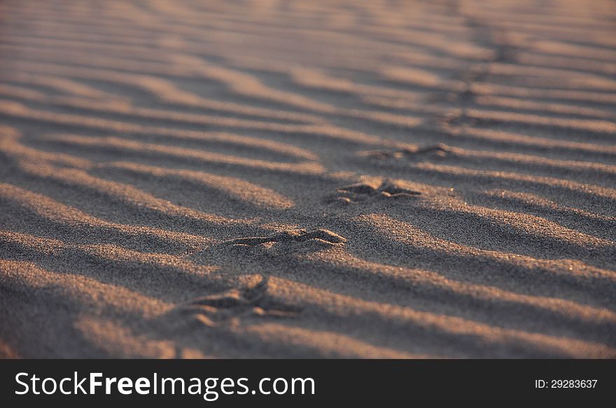 Texture Of Footprints In The Sand