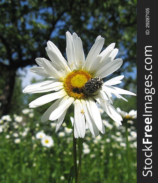 The image of beautiful white chamomile and little beetle