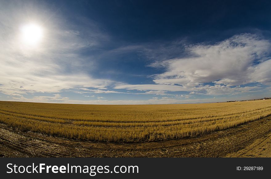 An endless field of gold