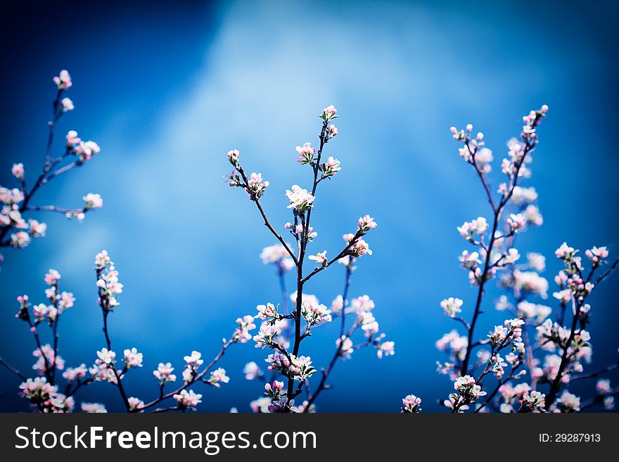 Branches of blossoming apple tree against sky. Vignetting effect.