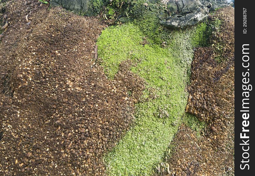 Roots at the base of a palm trunk. Roots at the base of a palm trunk.