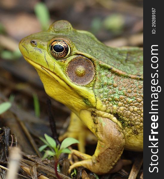 Green frog. Bright yellow throat on male. Green-bronze/brown. External eardrums large. Dorsolateral ridges. White belly, darker pattern of stripes/spots.