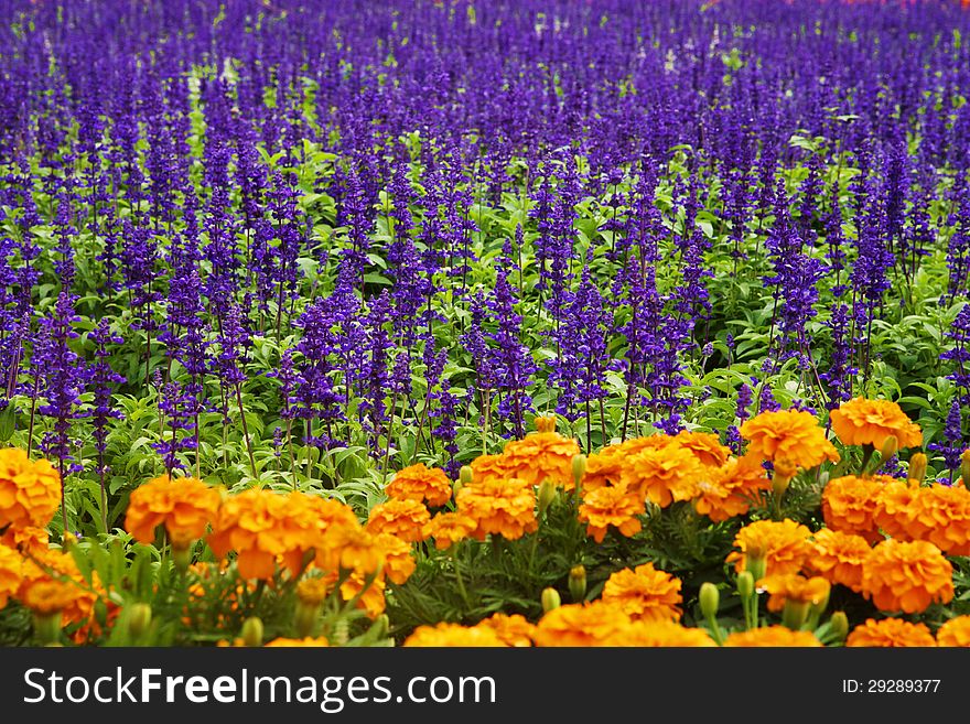 Full of lavenders and hydrangeas in garden. Full of lavenders and hydrangeas in garden