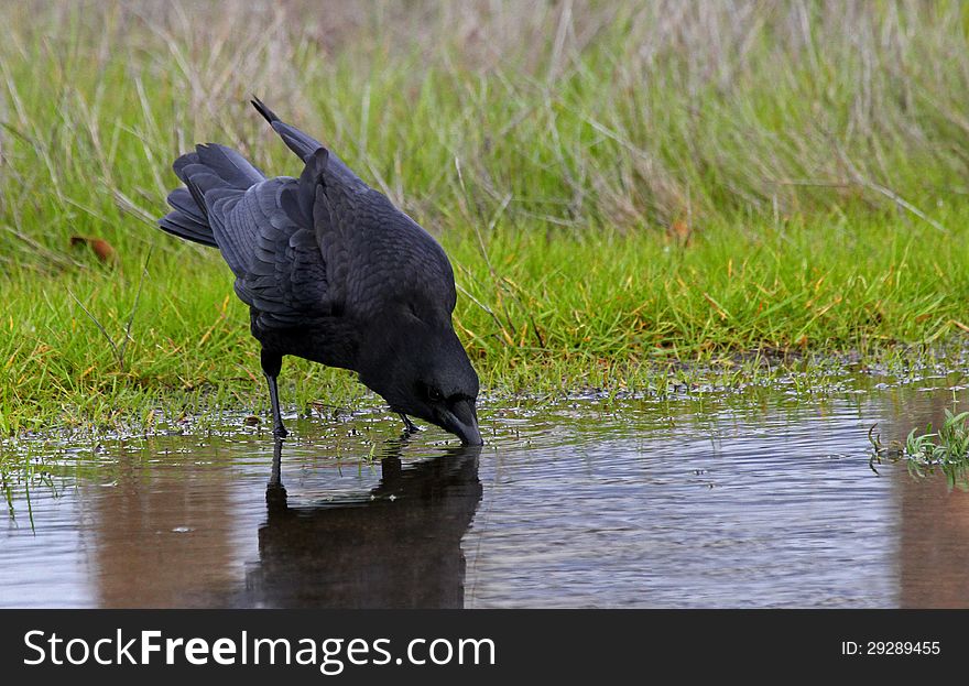Black Raven Drinking Water From Puddle. Black Raven Drinking Water From Puddle