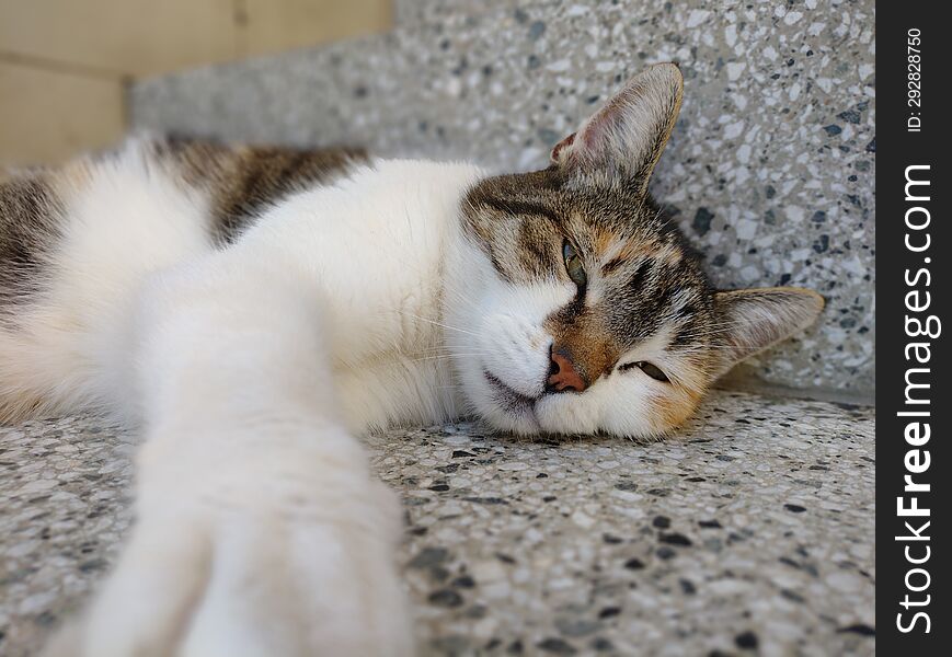 Cute and very lazy cat lying on the stairs in the hot summer