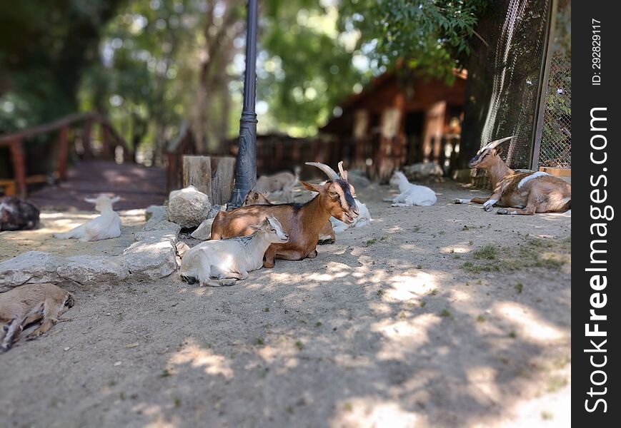 Nubian Goats During Hot Summer Rest