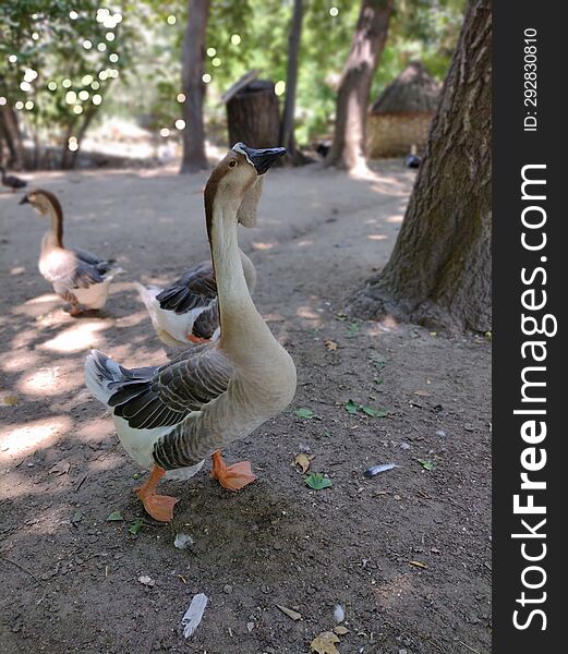 Proud Goose Strutting Around In The Yard