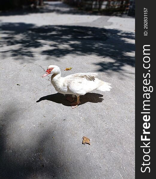 Walking duck on the pedestrian sidewalk