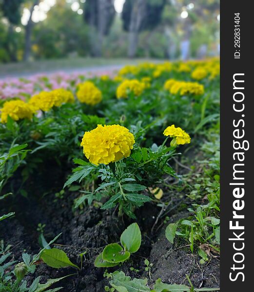 Tagetes patula, the French marigold, in the park in Bulgaria
