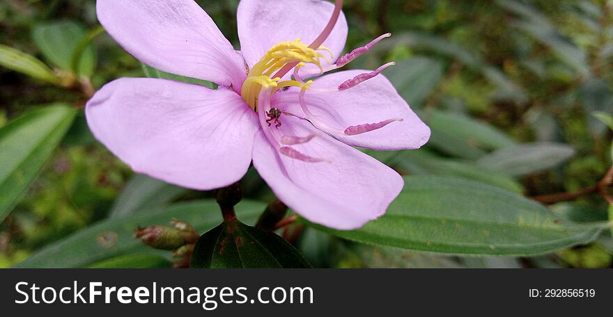 Senggani flowers are flowers from a type of shrub plant that is widely distributed in tropical areas. This photo was taken on a roadside on the island of Sumatra, Indonesia.