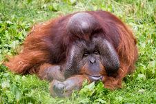 Orangutan Royalty Free Stock Image