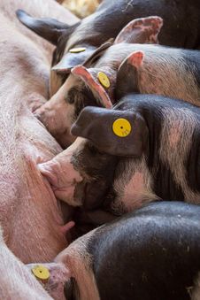 Piglets Feeding Royalty Free Stock Image Piglets Feeding Royalty Free Stock Image