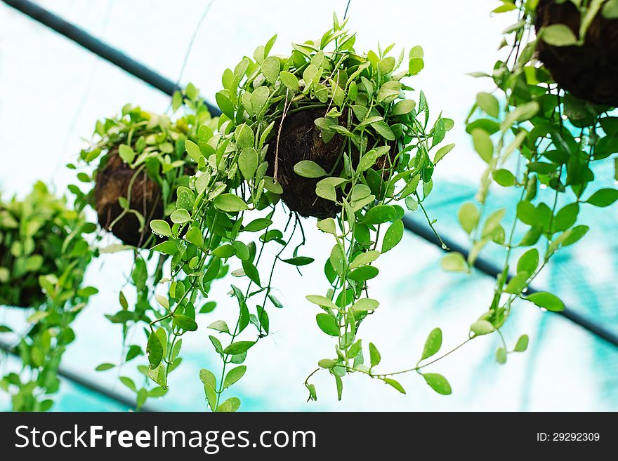 Tropical greenhouse. Row of decorative plants. Landscape design.