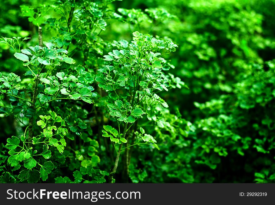 Green lush garden background. Ecological, botany, nature. Green lush garden background. Ecological, botany, nature.