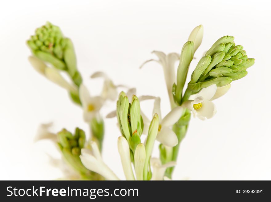 Buds Of White Flowers