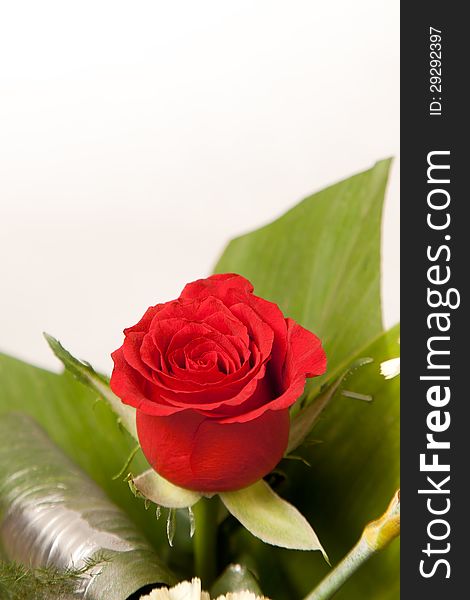 Beautiful red rose flowers with some green leaves over white background