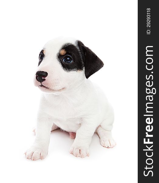 Jack Russell Terrier puppy is sitting on the floor