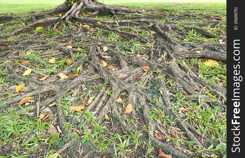 Complex root of banyan tree in the park.