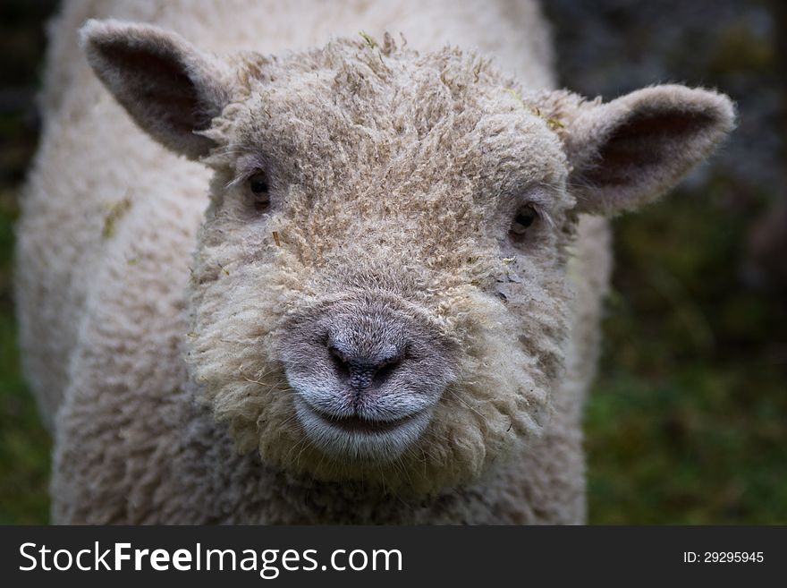 Closeup Sheep