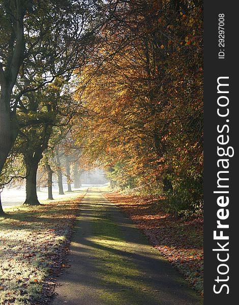 Path through sunlit trees in late autumn with frost on ground. Path through sunlit trees in late autumn with frost on ground