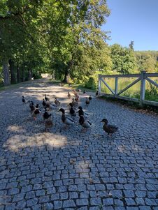 Duck On The Paved Sidewalk In The Chateau Park & X28 The Manor House Kozel, Czech Republic& X29 Royalty Free Stock Image