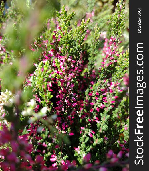 Heather (called Erica) in the garden, cute violet autumn plants in the nature, in the woods and meadows. Heather (called Erica) in the garden, cute violet autumn plants in the nature, in the woods and meadows.