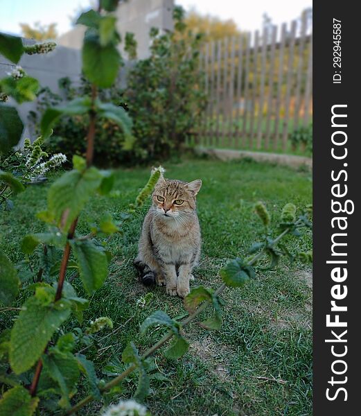 Cat in the garden behind the mint bush