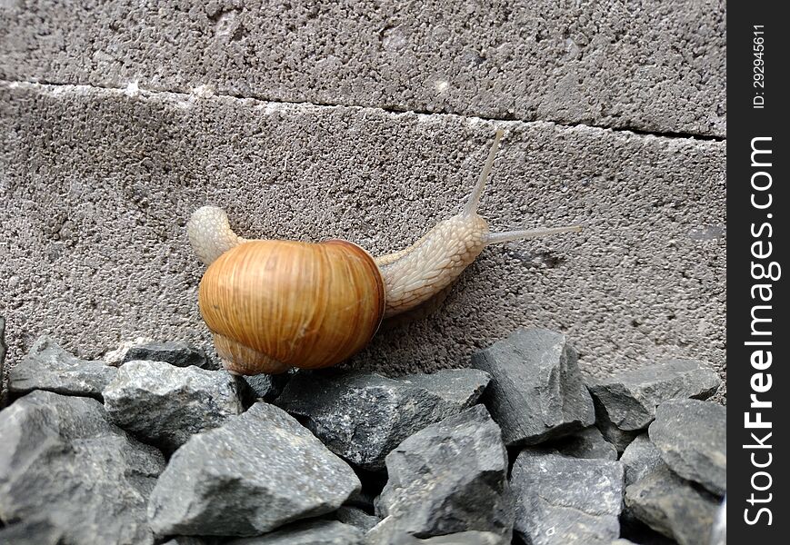 Burgundy snail/Roman snail & x28 Helix pomatia& x29  on concrete blocks & x28 Europe& x29