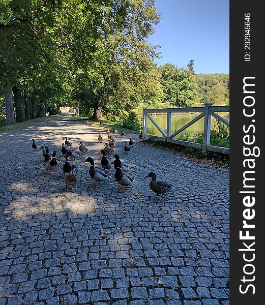 Ducks on the paved sidewalk in the chateau park called The Manor house Kozel, Czech Republic. Ducks on the paved sidewalk in the chateau park called The Manor house Kozel, Czech Republic