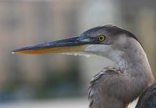 Heron, Grey Egret, Grey Heron Royalty Free Stock Image