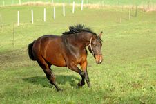 Running Horse Royalty Free Stock Images