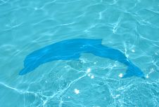 Dolphin In The Blue Water Stock Photography
