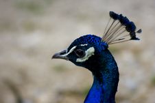 Peacock Stock Images
