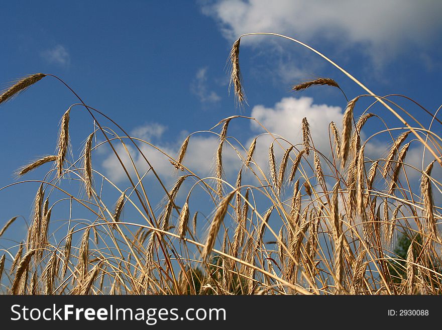 Field with wheat on a background of the sky