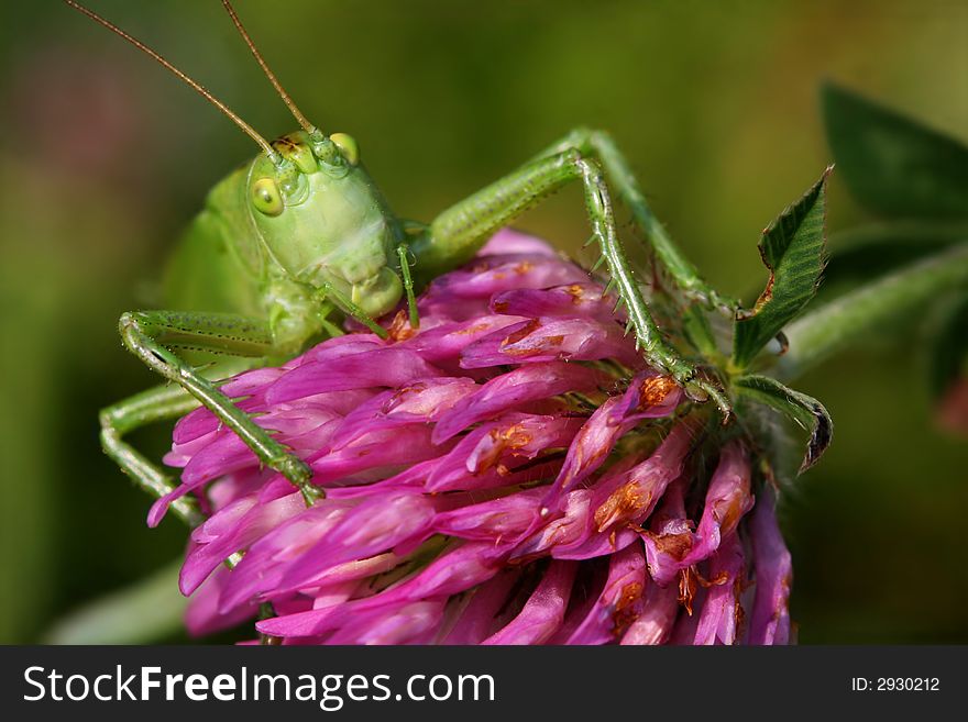 Grasshopper on flower