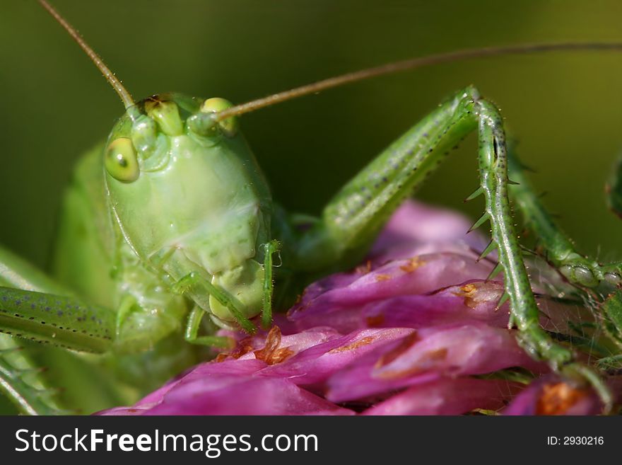 Portrait of green grasshopper on violet flower. Portrait of green grasshopper on violet flower